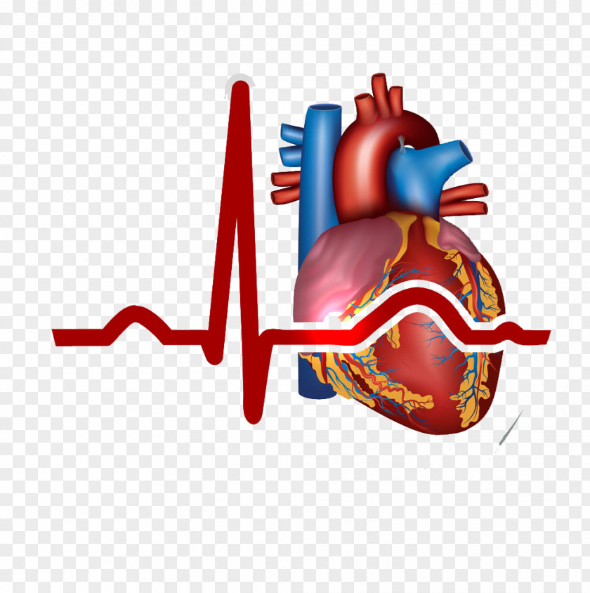 Heart, Myocardial Infarction Heart Cardiovascular Disease Symptom PNG