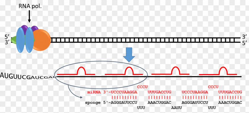 Microrna MicroRNA Nucleotide Sponge Human Genome PNG
