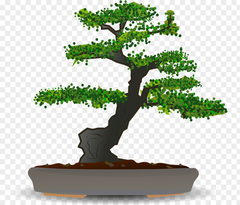 Pine Family Trunk Tree Background PNG