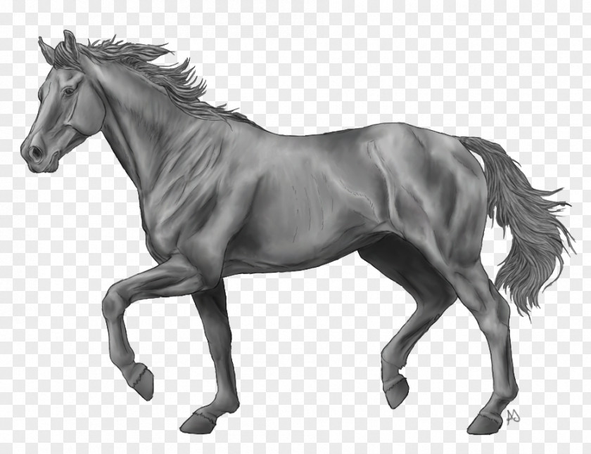 Thoroughbred Andalusian Horse American Paint Howrse Stallion PNG