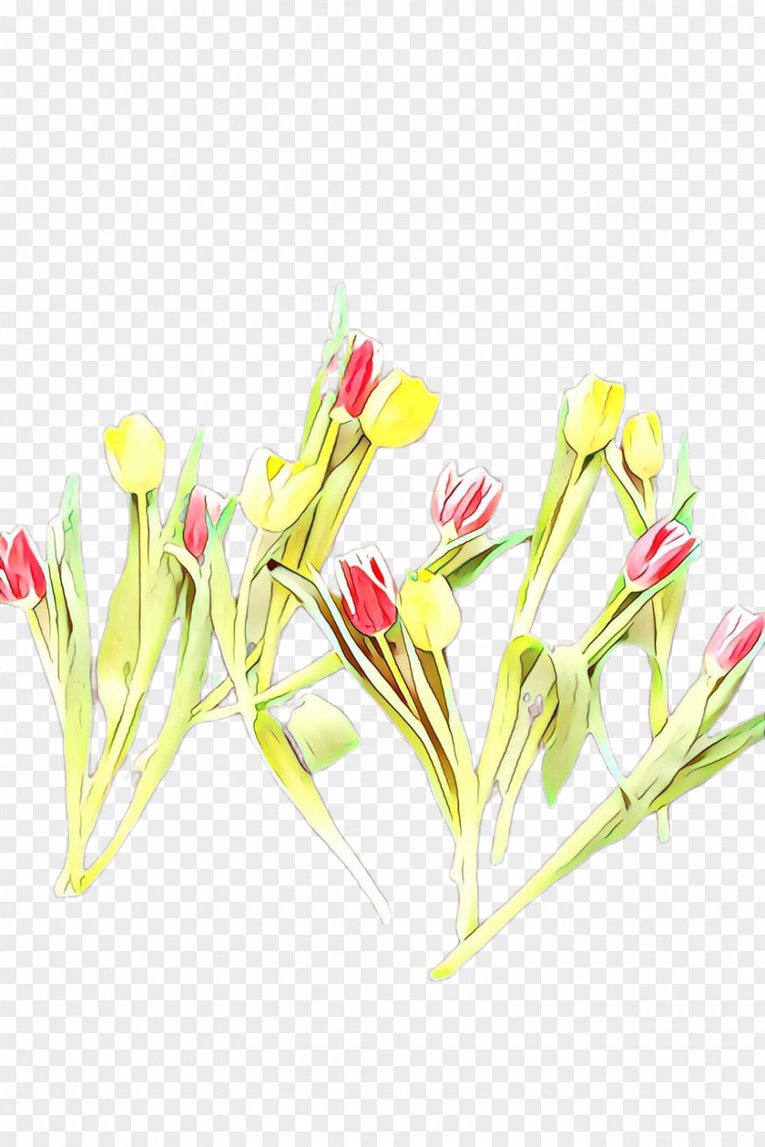 Bud Candy Cane Sorrel Flowers Background PNG