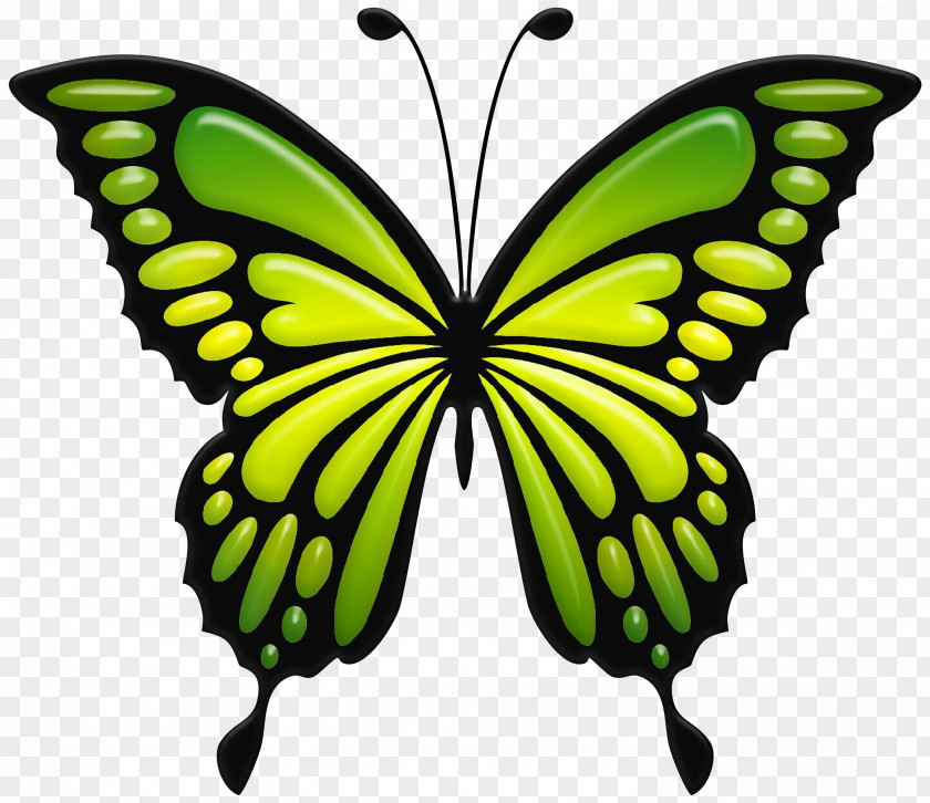 Clip Art Butterfly Openclipart Image PNG