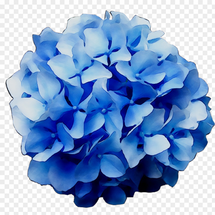 Hydrangeaceae Petal Cut Flowers PNG