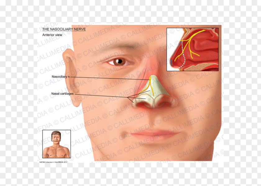 Nose Nasociliary Nerve Ophthalmic Anterior Ethmoidal PNG