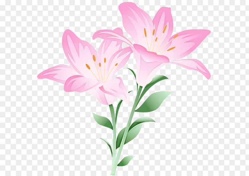 Pedicel Stargazer Lily Flower Flowering Plant Petal Pink PNG