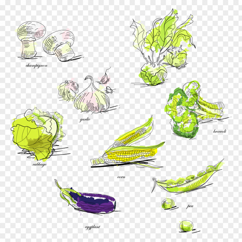 Vegetables Vegetable Broccoli Pea Illustration PNG