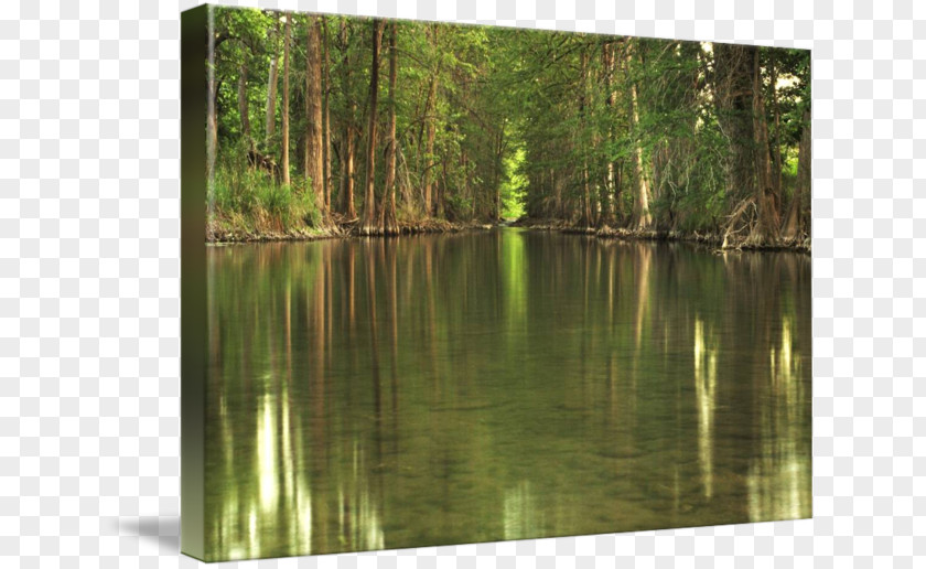 Water Reflection Biome Pond Swamp Nature Reserve Vegetation PNG
