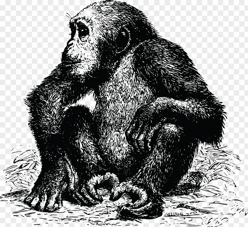 Chimpanzee Gorilla Ape PNG
