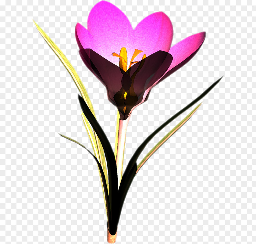 Crocus Flower Snowdrop Clip Art PNG