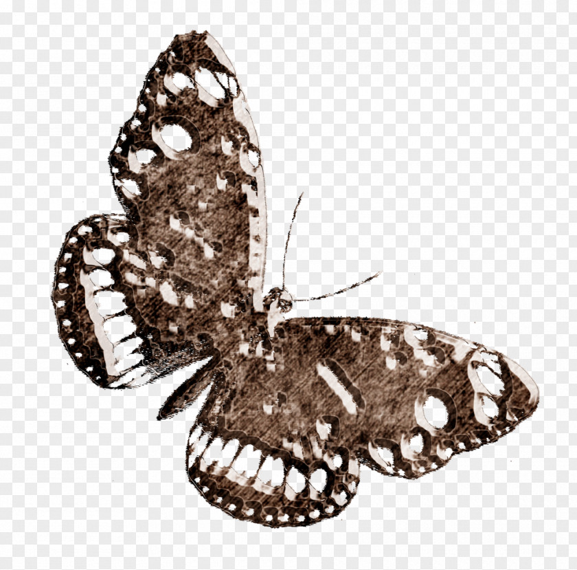 Butterfly Moth Icon PNG