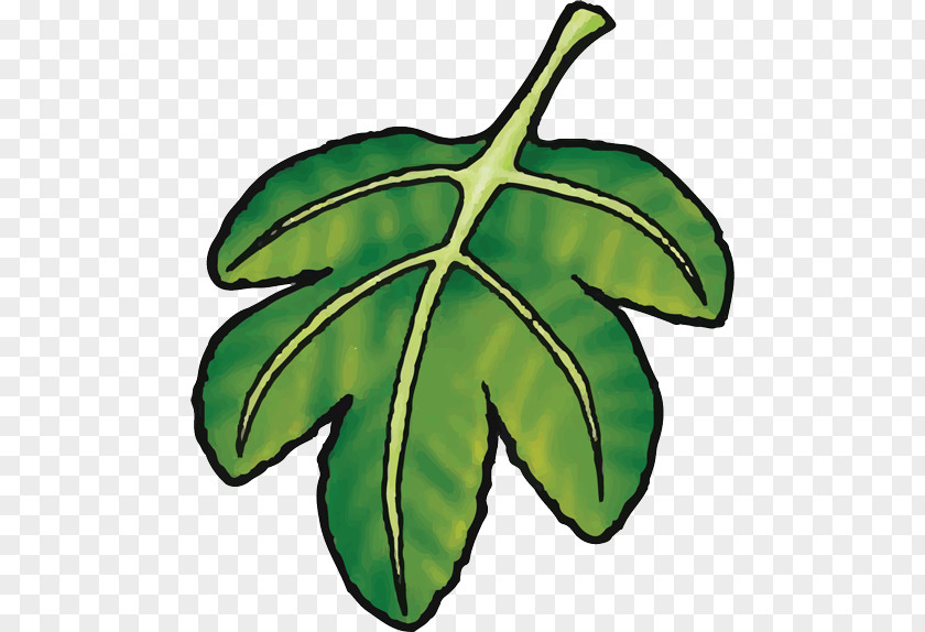 Christian Clip Art Fig Leaf Bible PNG
