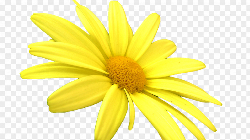 Chrysanthemum Oxeye Daisy Marguerite PNG