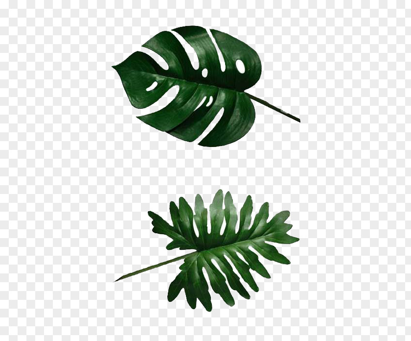 Leaf Swiss Cheese Plant Banana Philodendron PNG