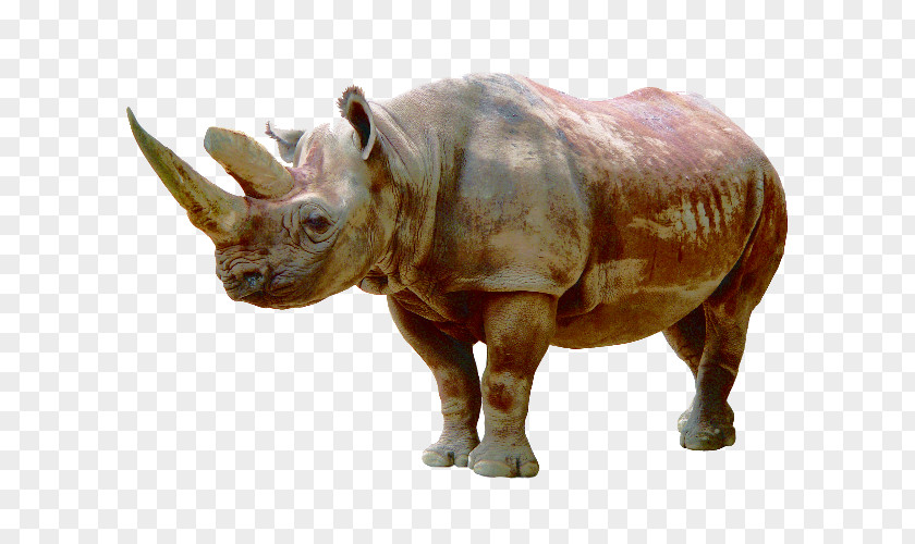 Rhino Herbivores Rhinoceros Icon PNG