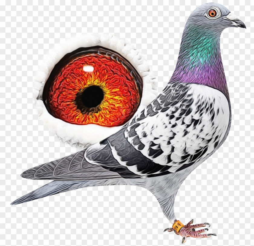 Beak Pigeons And Doves Bird Rock Dove PNG