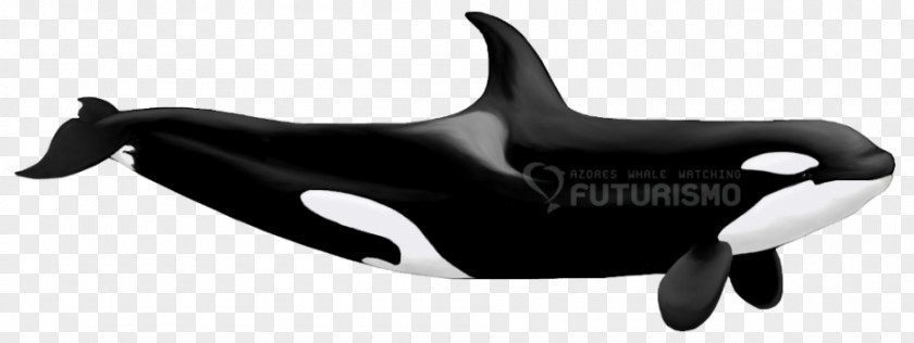 Dolphin Killer Whale The Family Orca: Called Cetacea PNG