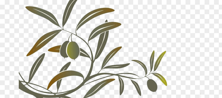 Olive Branch Clker Com Oil Clip Art Mediterranean Cuisine PNG