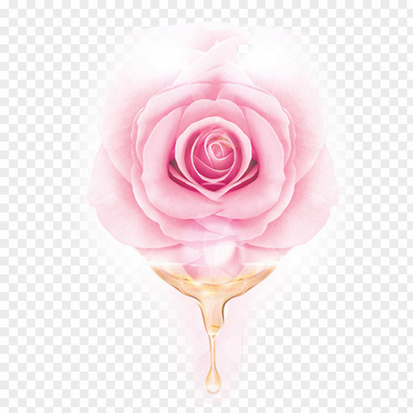 Pink Rose Essential Oil Garden Roses Centifolia Beach PNG