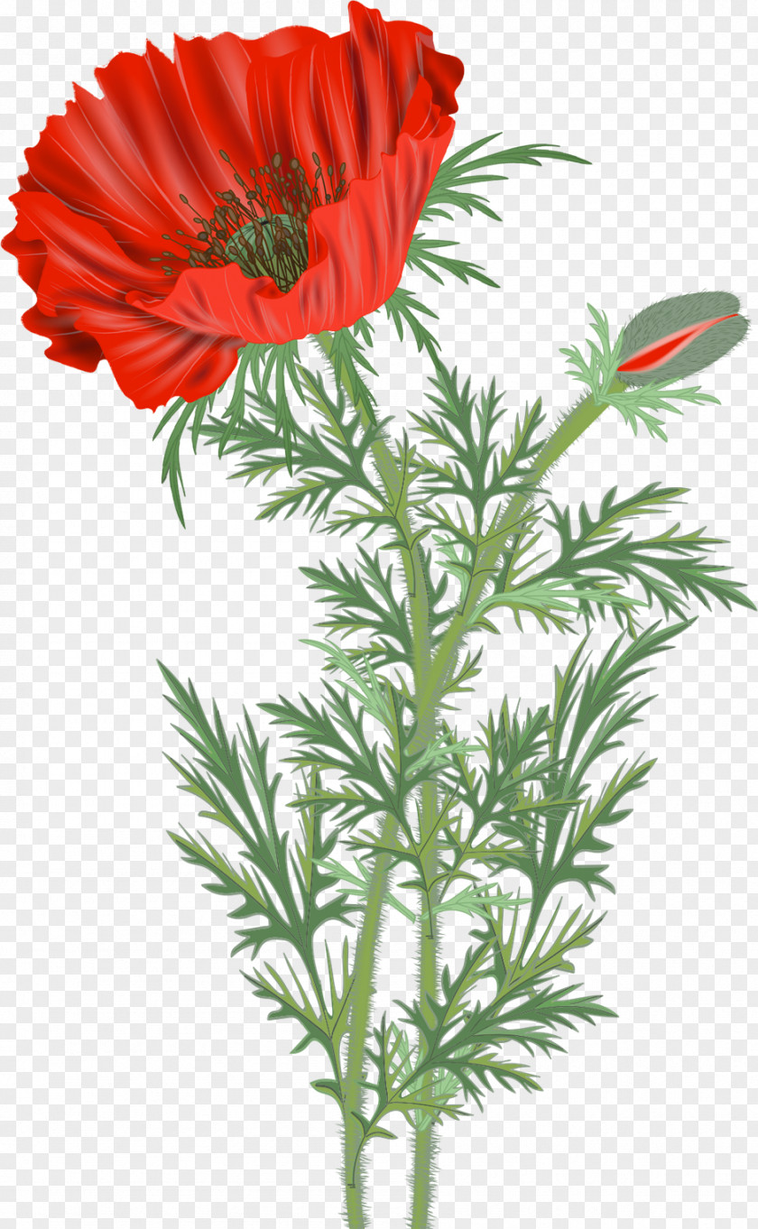 Poppy Common Flower Clip Art PNG