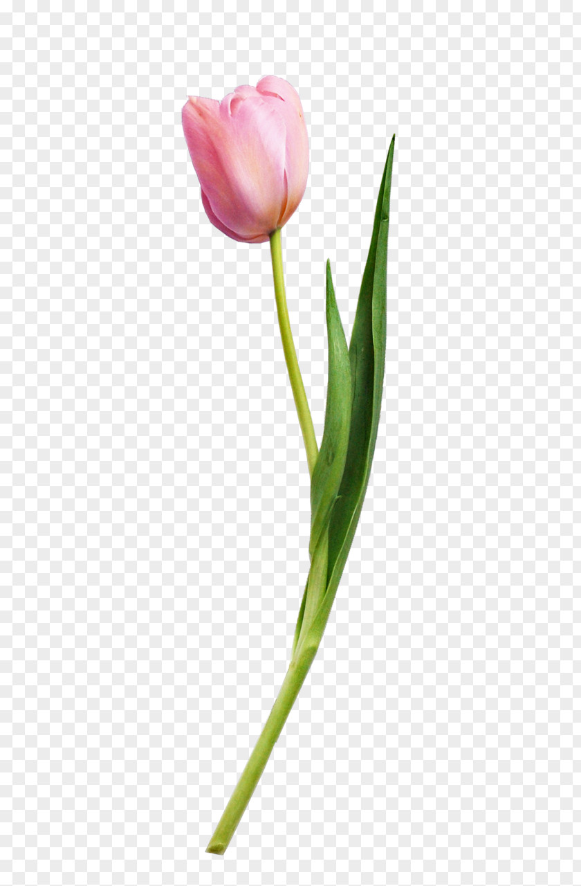 Tulip Flower Plants Plant PNG