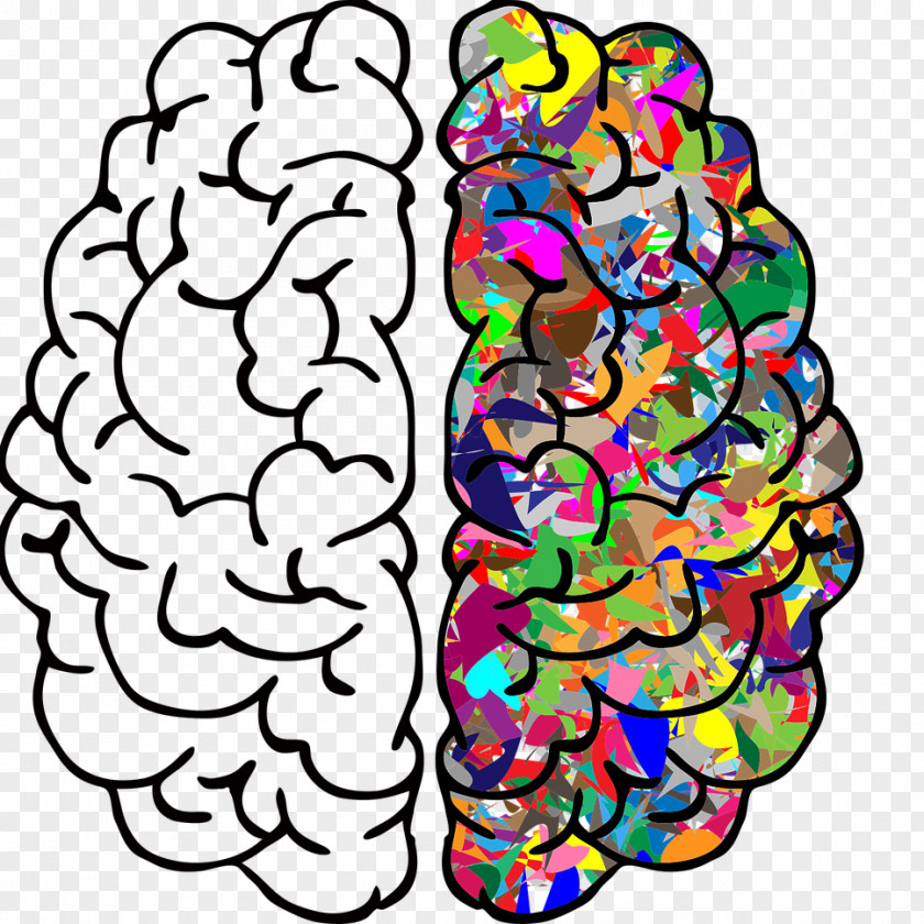 Brain Human Clip Art Image PNG