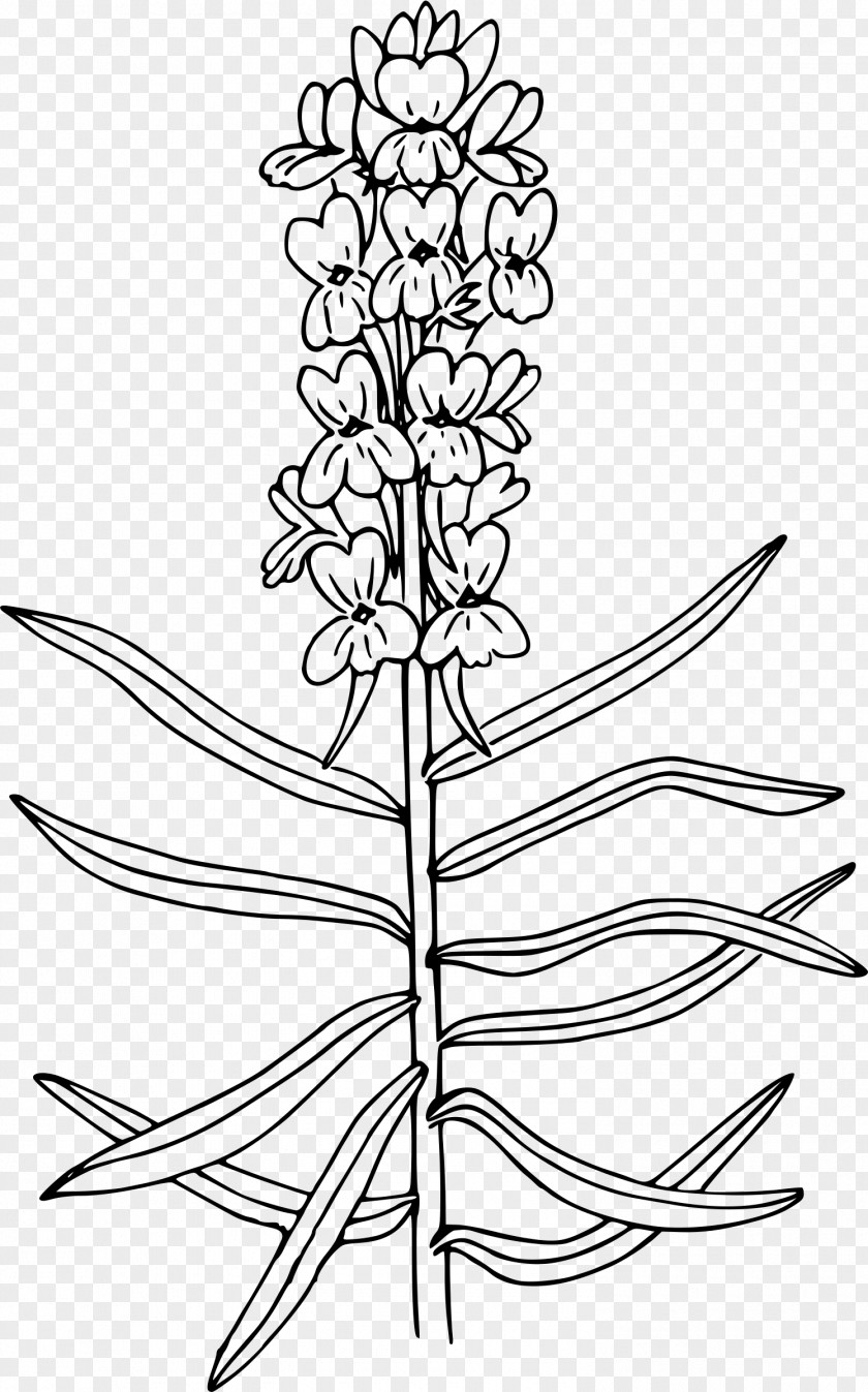 Croissant Wildflower Coloring Book Drawing Antirrhinum Majus PNG