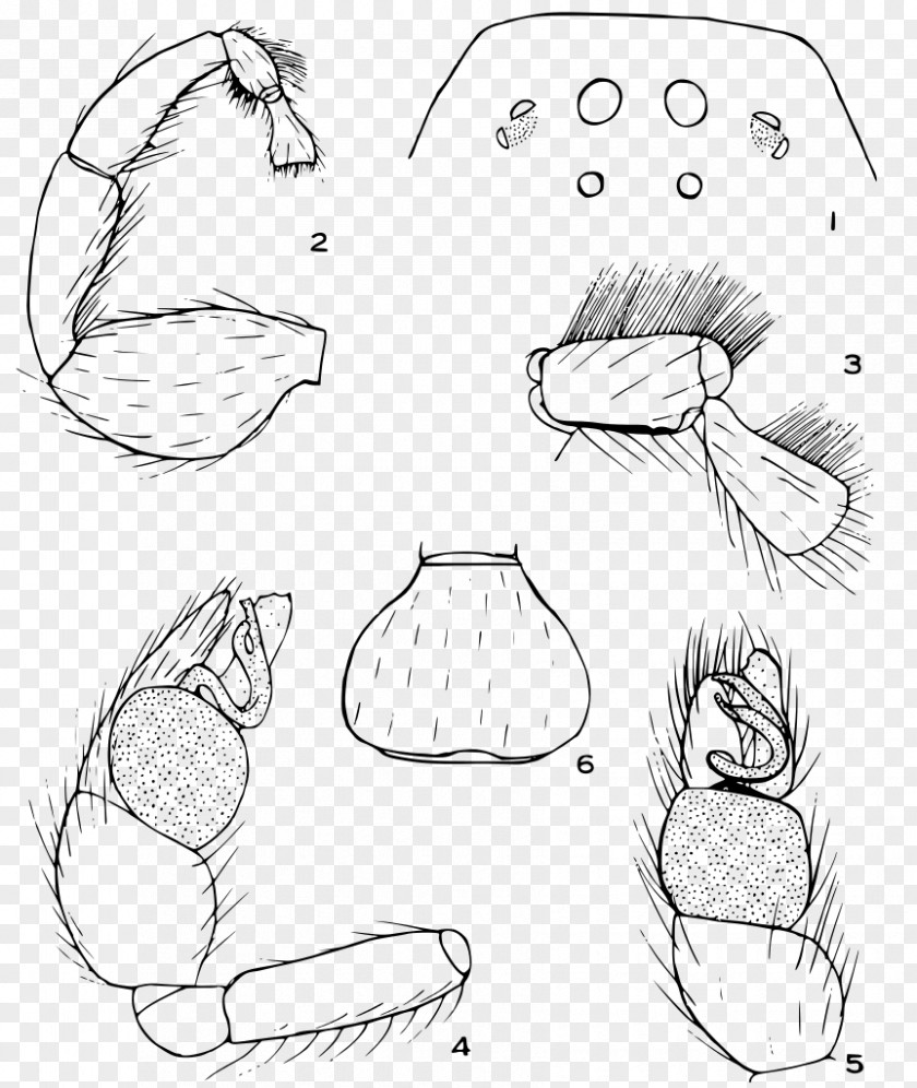 Diagnostic Anisaedus Levii Drawing Finger Sketch PNG