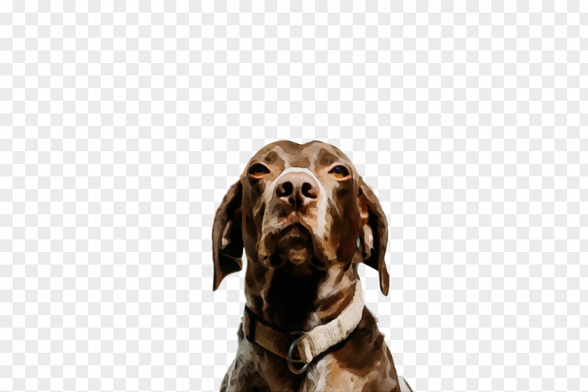 Dog Sporting Group Pointer German Shorthaired Hunting PNG