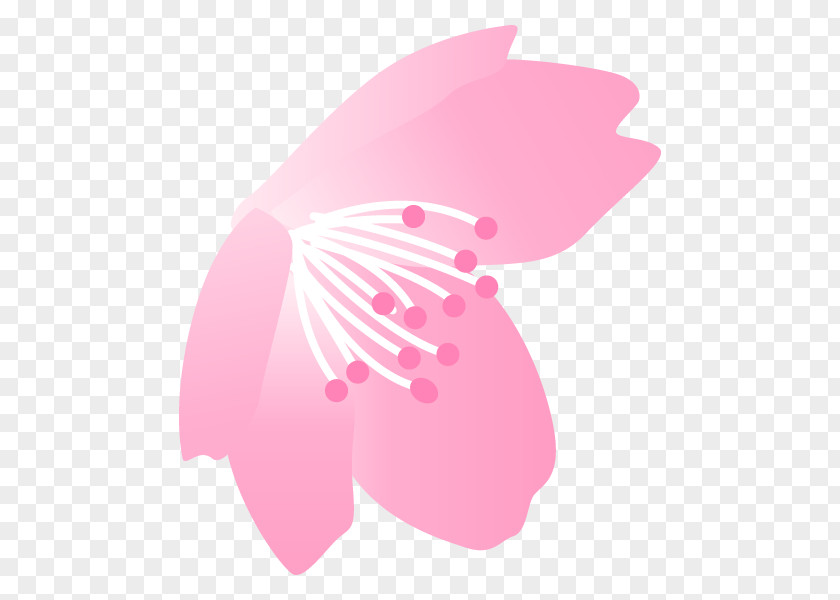 Illustration Cherry Blossom Graphics Flower Petal PNG