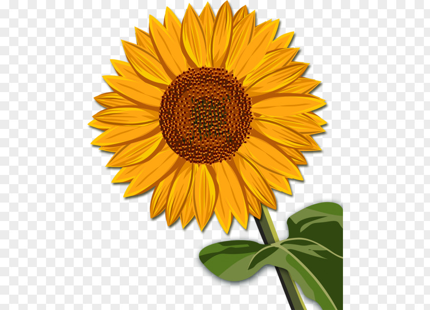 Common Sunflower 2017 International Conference On Computer Vision Clip Art PNG