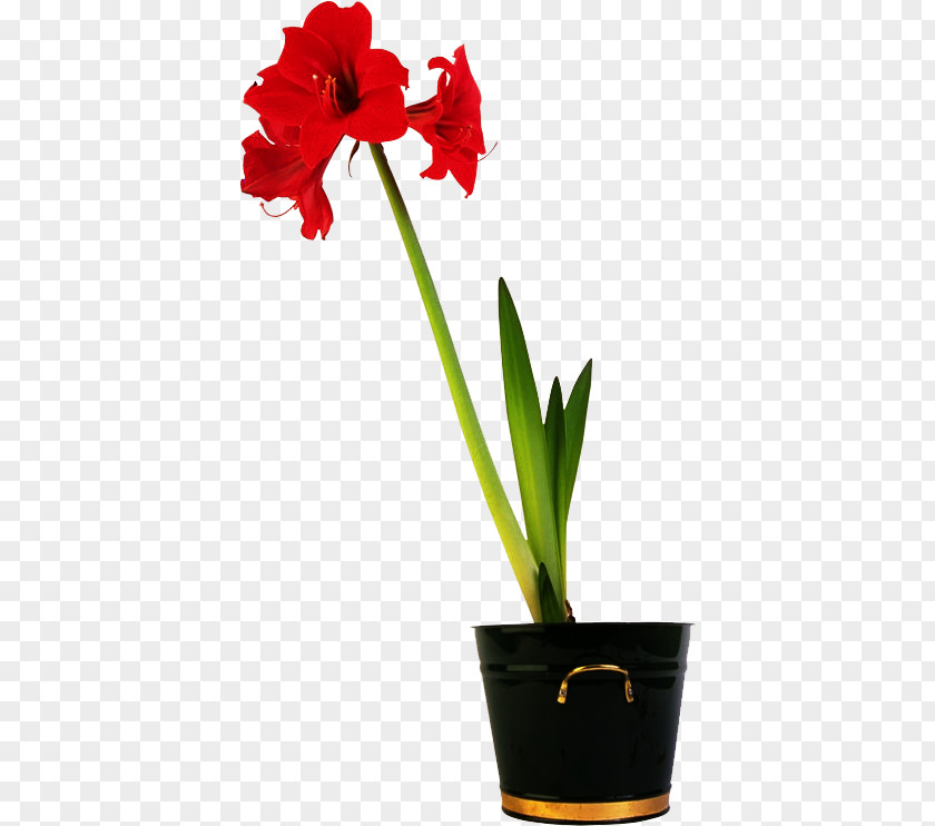 Flower Amaryllis Flowerpot PNG