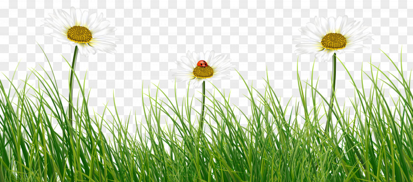 Green Grass With Daisies And Ladybug Roast Chicken Wallpaper PNG
