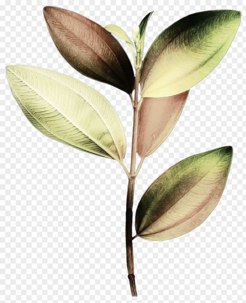 Magnolia Family Flower PNG