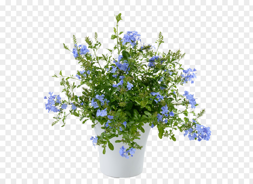 Moschops Capensis Plumbago Auriculata Scorpion Grasses Annual Plant Perennial Flower PNG