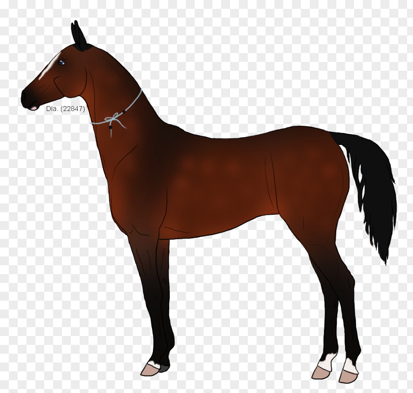 Mustang Stallion Rein Pony Mare PNG