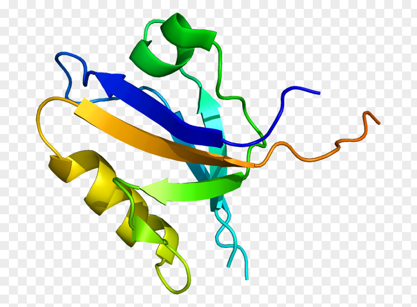 PICK1 Protein Kinase PDZ Domain PKC Alpha PNG