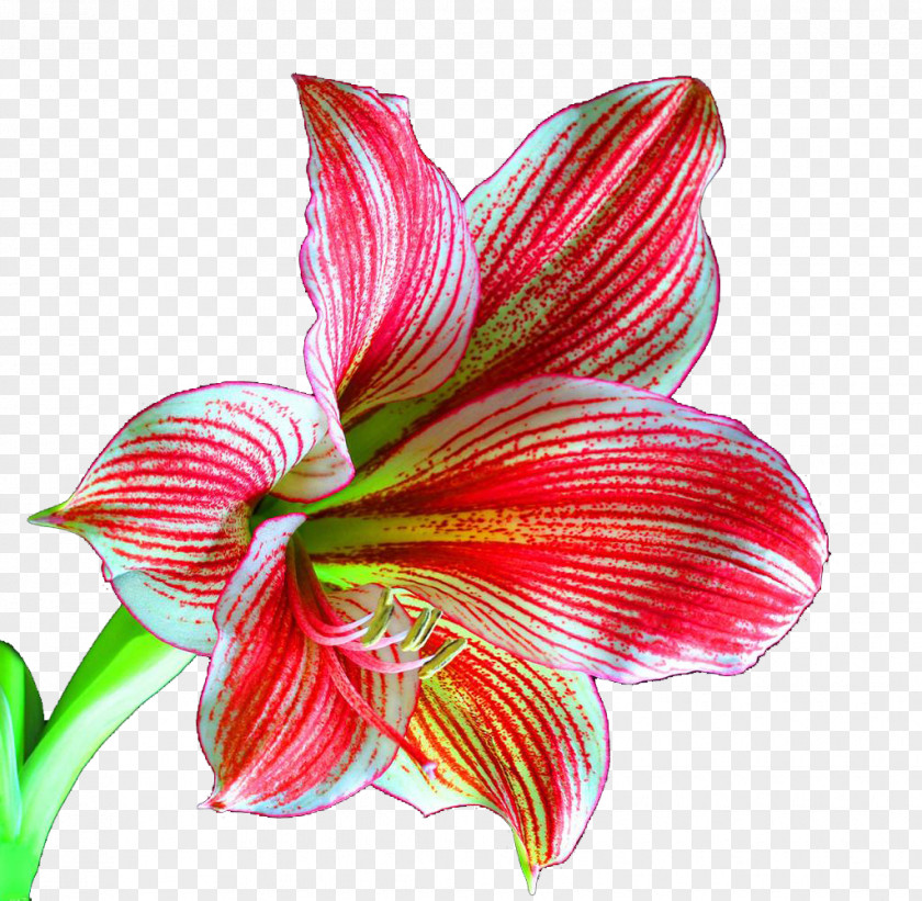 A Lily Lilium Flower Plant Download PNG