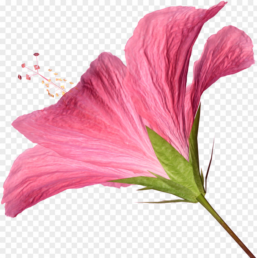 Hibiscus Pink Flowers Clip Art PNG