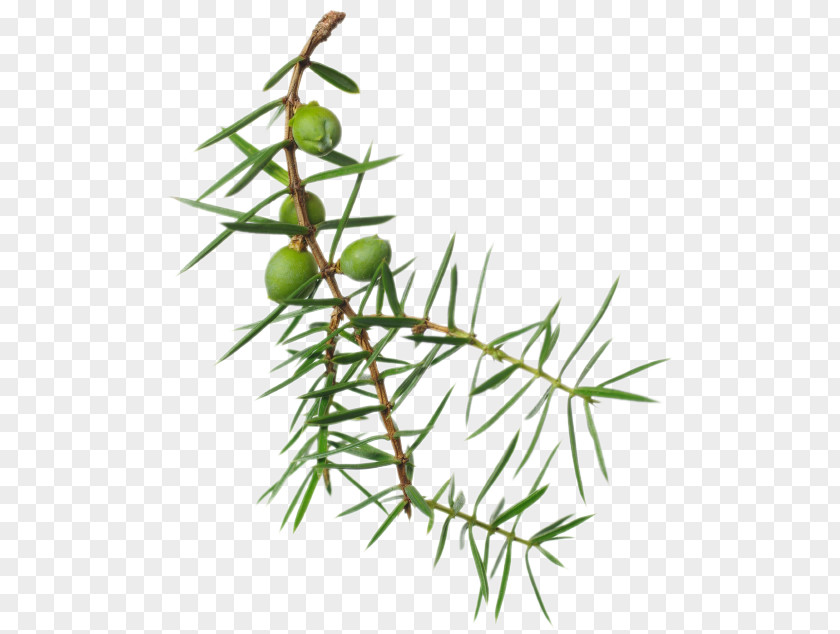 Juniper Berries Larch Twig Berry Plant Stem PNG