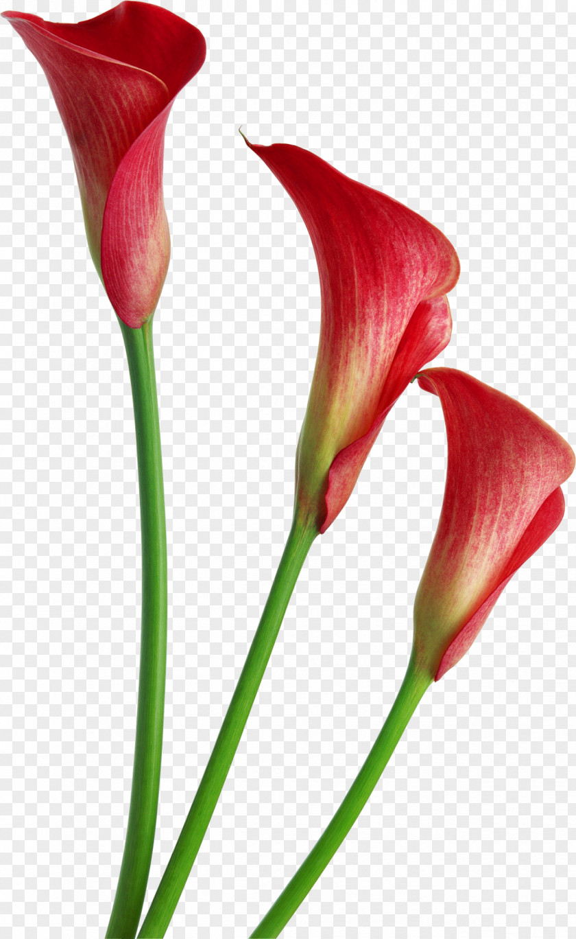 Lily Callalily Photography Clip Art PNG