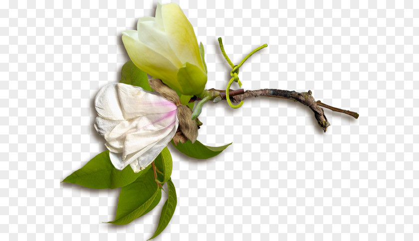 Magnolia Grandiflora Rose Family Floral Design Cut Flowers Bud Plant Stem PNG