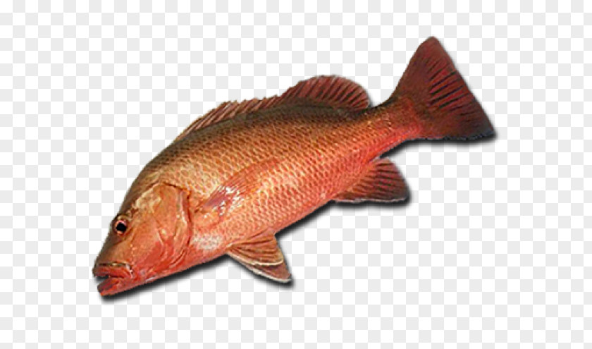 Northern Red Snapper Fish Products 09777 Tilapia Barramundi PNG