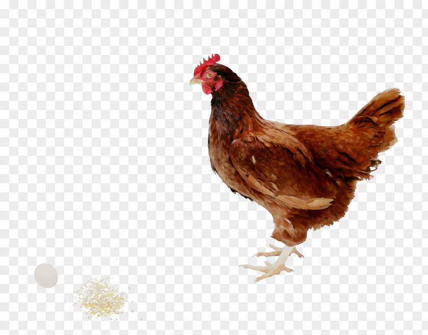 Rooster Chicken As Food Kifaranga Meat PNG