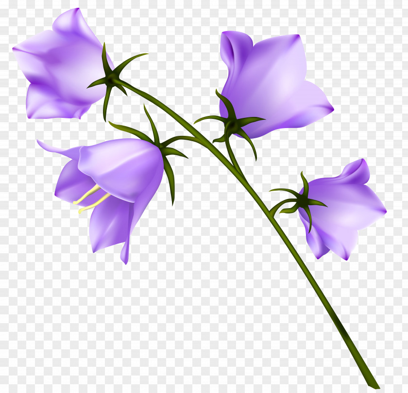 Spring Purple Campanula Clipart Flower Wallpaper PNG