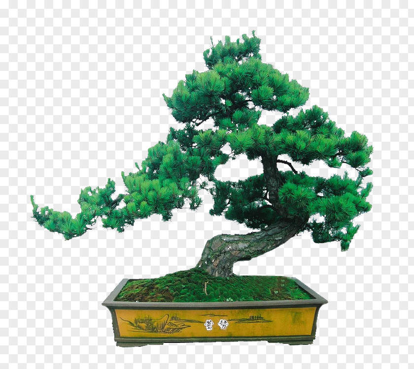 60% Tree Pine Evergreen PNG