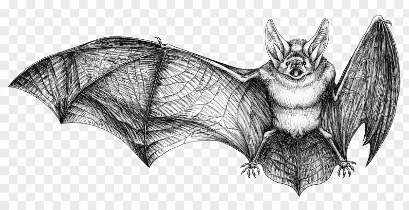 Bat Drawing Rat Photography PNG