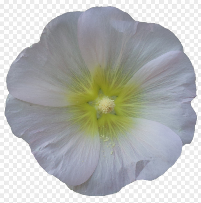 Devi Rosemallows Pansy Herbaceous Plant PNG
