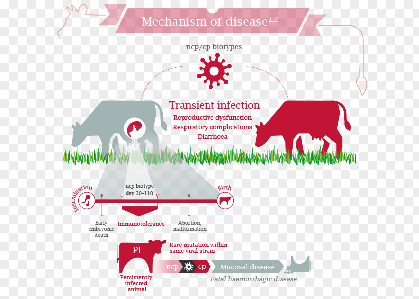 Farmacy Bovine Viral Diarrhea Netherlands Clip Art PNG