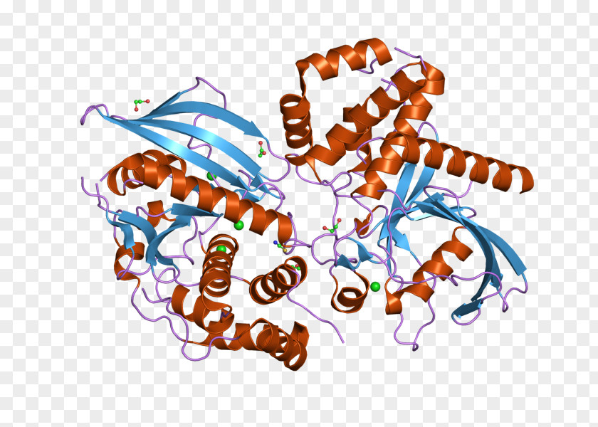 Protein Tyrosine Phosphatase PTPN9 Gene PNG