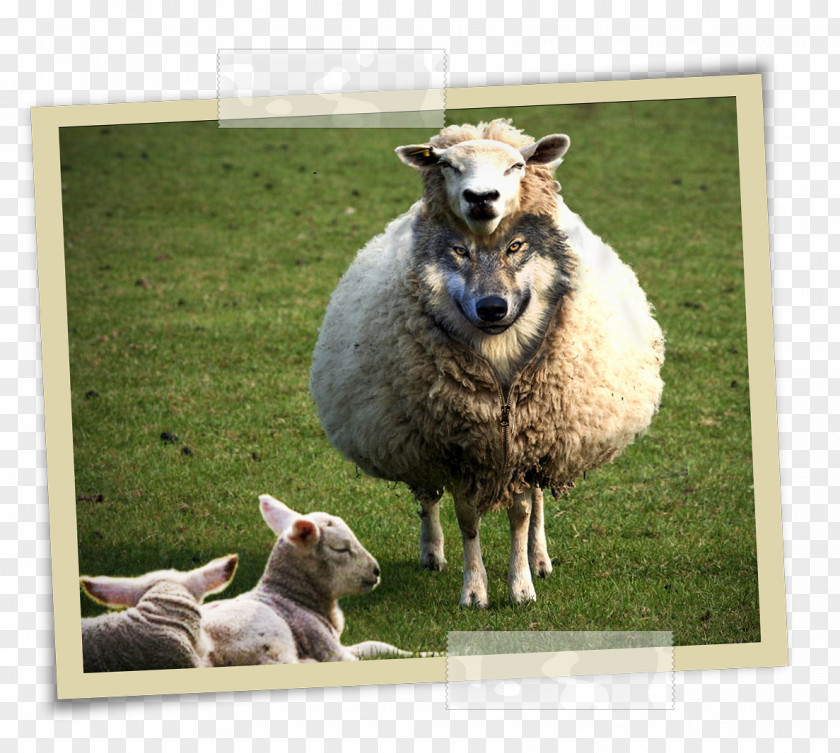 Sheep Wolf In Sheep's Clothing Gray Matthew 7:15 Demon PNG